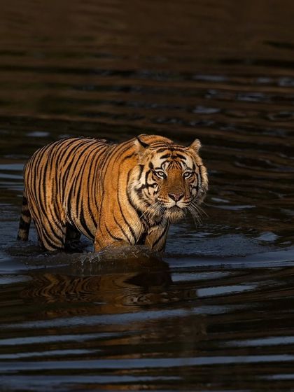 Tigers of India's Jungles photo 29