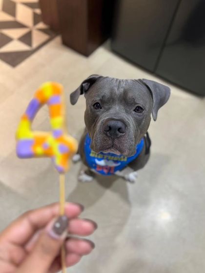 Celebrating a milestone. Brutus posing with his 4th birthday candle. We love celebrating these special moments with our long-term boarding clients.