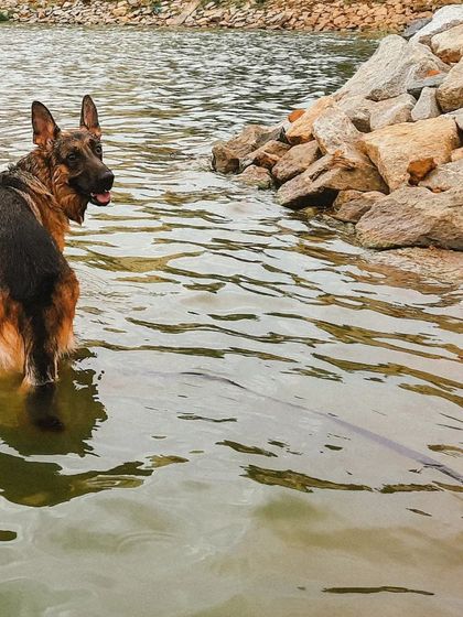 For a reactive dog like Theo, a crowded park is stressful, but a quiet lake is heaven. A huge part of managing reactivity is providing decompression walks in nature, allowing them to sniff, swim, and just be a dog away from their triggers.