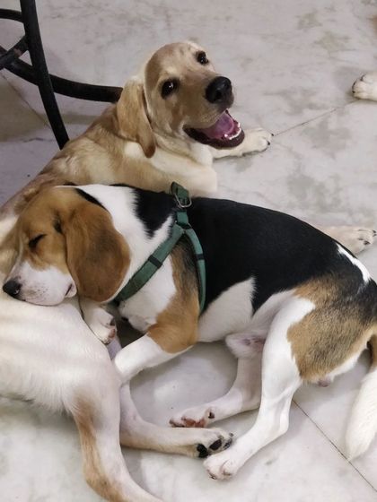 Jazzy's Pet Care - In-Home Dog Boarding Cozy Corners & Nap Time photo 38