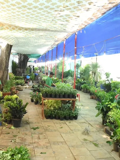 A glimpse into the aisles of our nursery during a festival preparation. We take pride in maintaining a large and diverse inventory, ensuring you have plenty of options to choose from when you visit.