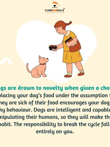 Dealing with a picky eater? This series explains why dogs become fussy, how their sense of smell is more important than taste, and the steps you can take to break the cycle of picky eating.