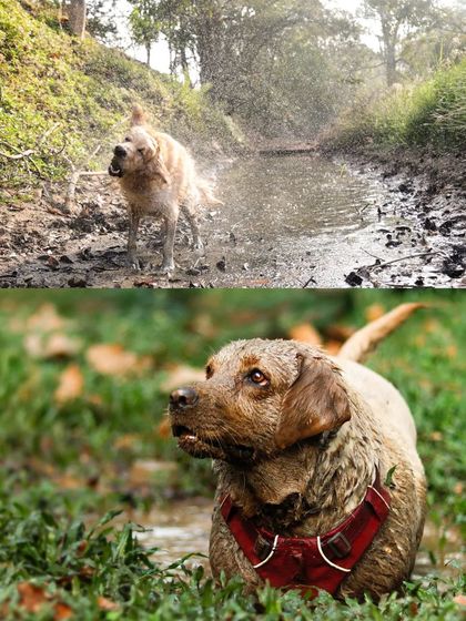 Sniff Stories - Pet Videography Paws, Splashes, and Muddy Noses photo 42
