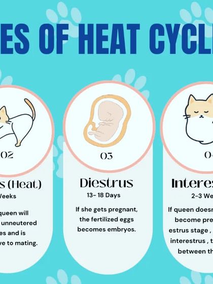 Understanding the heat cycle in female cats is important for responsible pet ownership. This infographic clearly illustrates the five stages, from Proestrus to Anestrus, and what to expect during each phase.