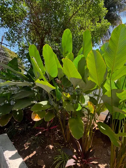 The Calathea Lutea plants at Roy's Cafe in Mysore, showing their stages of growth. Our ongoing maintenance ensures that the plants mature beautifully, adding to the cafe's lush, tropical atmosphere over time.