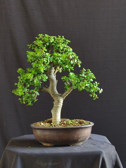 A classic Jade bonsai, symbolizing prosperity and good luck. Its simple, elegant form makes it a perfect gift or a serene addition to any home.