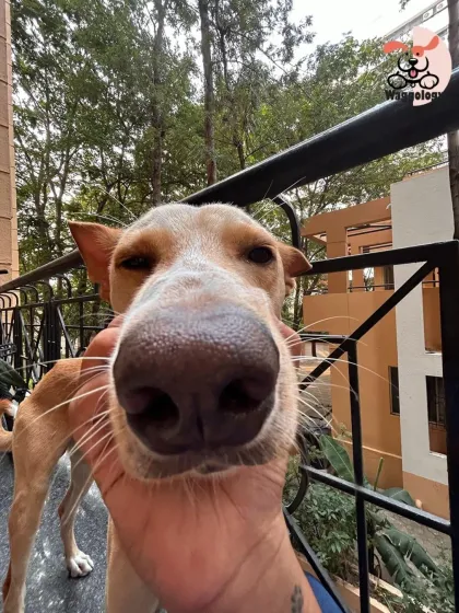 A close-up boop for this friendly Indie. I love the unique personality of every dog I meet, and I treat them all with the same level of love and respect.