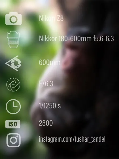 The camera settings for my portrait of a monkey, lost in the whispers of the jungle.
