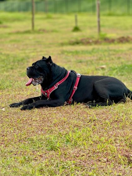 The Pawsome Camp - Dog Daycare & Boarding Our Pack: Portraits from the Camp photo 20