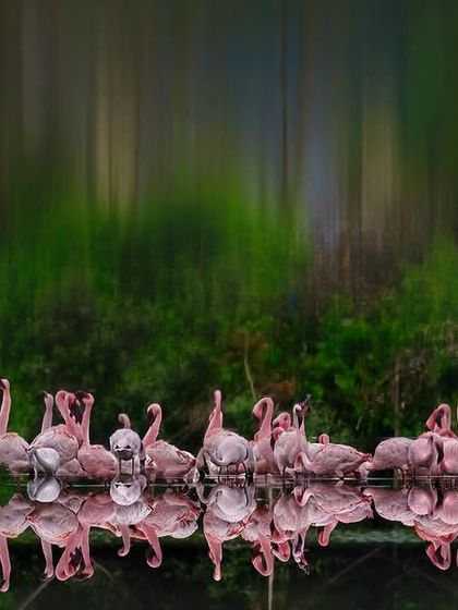 The Flamingo Spectacle of Navi Mumbai photo 13