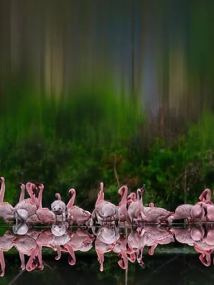 By turning the image upside down, the reflection of the lesser flamingos and the mangrove forest creates a new, surreal perspective. It's a reminder to see things differently, to find the hidden beauty in the world around us.