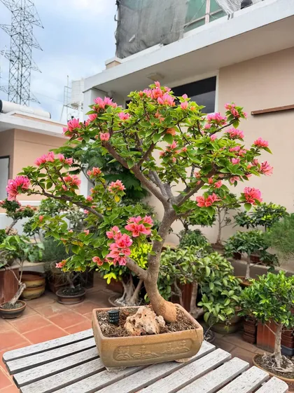 This large pink Bougainvillea bonsai shows the result of years of care. Its sprawling branches are covered in blooms, creating a magnificent display that is both wild and gracefully contained.