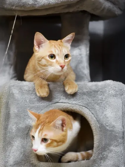 Our Kitty Kabins are a cat's dream. Here, two of our feline guests are enjoying their multi-level cat tree, feeling safe, curious, and completely at home.