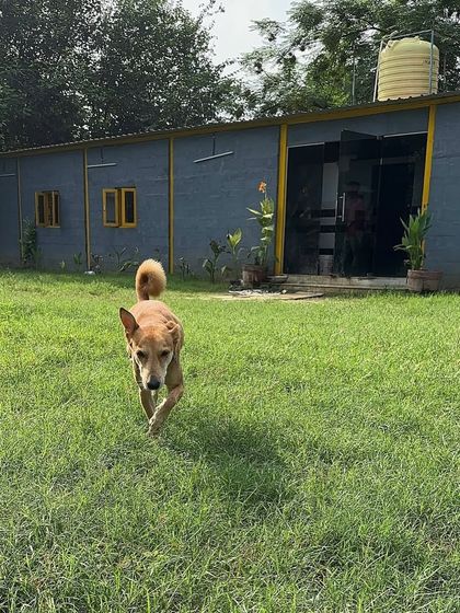 Moby, a happy indie, confidently strides across the lawn in front of our boarding rooms. The facility is designed to be open and inviting, giving dogs the feeling of a home, not a holding facility.