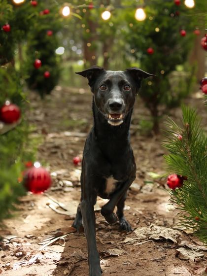 Priyanka - Themed & Special Occasion Pet Photography Holiday Adventures photo 4