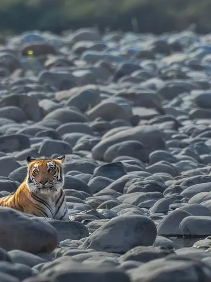 A tiger rests on the iconic white rocks of the Ramganga river in Corbett, a classic shot that defines this landscape.