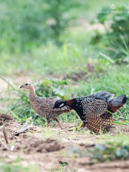 The Black Francolin courtship continues, with the male bowing low to the female.