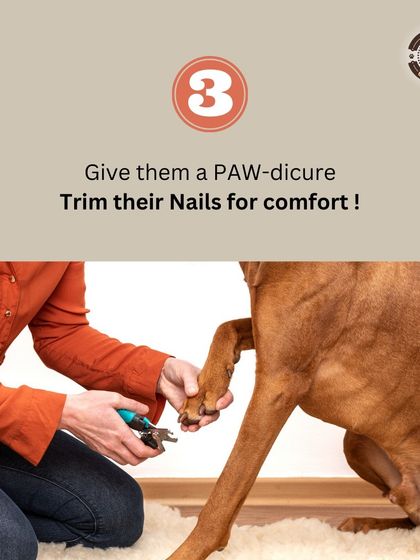 A "paw-dicure" is essential for your dog's comfort. Trimming their nails regularly prevents pain and posture problems, allowing them to walk and run happily.