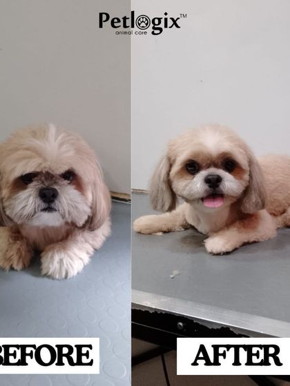 This before and after shows how a good grooming can completely change a pet's expression from grumpy to happy.