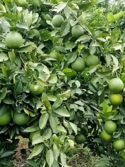 A healthy Mausmi tree, laden with fruit.