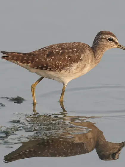 A Wood Sandpiper with its reflection in the water. This widespread wader breeds in subarctic wetlands and migrates to Africa, South Asia, and Australia for the winter.