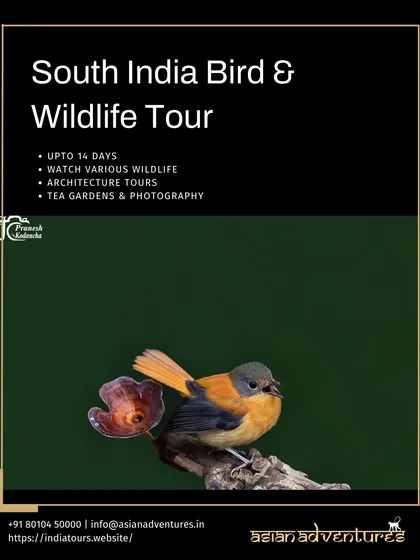 Our South India Bird & Wildlife Tour poster, featuring the Black-and-orange Flycatcher. This tour covers the rich biodiversity of the Western Ghats, from endemic birds to tea gardens and ancient architecture.