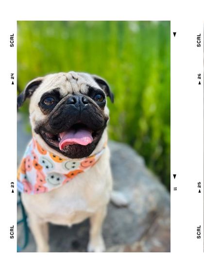 Tulsa Dog Trainer - Immersive Board & Train Programs Board & Train Graduates photo 101