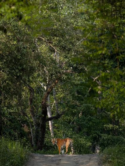 Tigers of India's Jungles photo 65