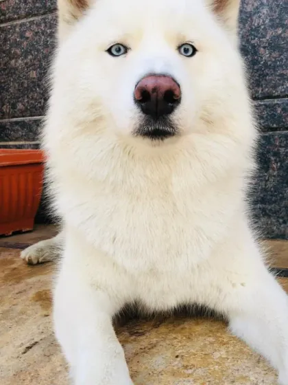A striking white Husky with beautiful blue eyes.