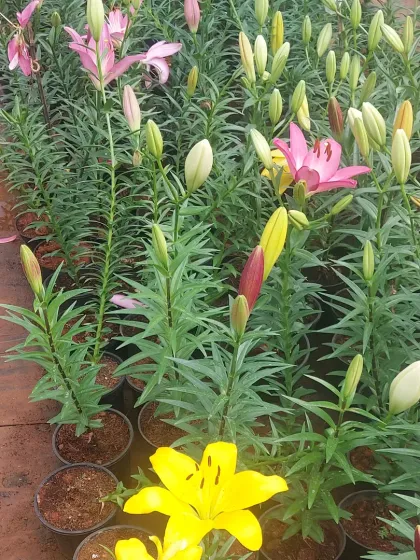 A bed of Asiatic Lilies in yellow and pink, with many buds ready to open. These classic flowers are beloved for their large, fragrant blooms.
