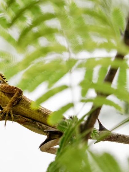 A duplicate of the basking garden lizard, a classic reptile portrait.
