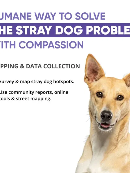 CarryMyPet - Pet Travel & Parenting Consultation Animal Welfare & Advocacy photo 18