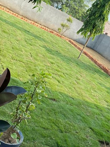 This view shows how a new lawn can transform the area around a house. The green grass complements the potted plants and creates a welcoming outdoor living space.