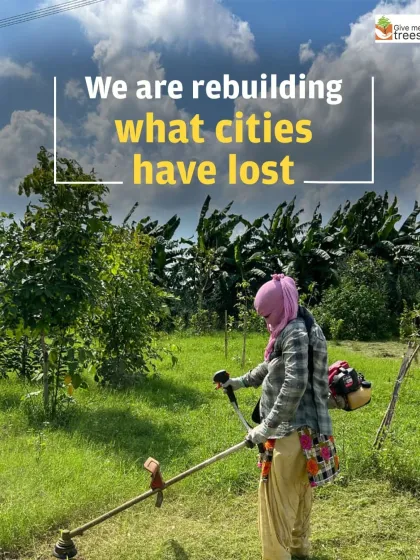"We are rebuilding what cities have lost." This is our mission, and it's carried out every day by our dedicated field team. Here, a team member manages the grasslands, a vital part of maintaining a healthy and balanced urban ecosystem.