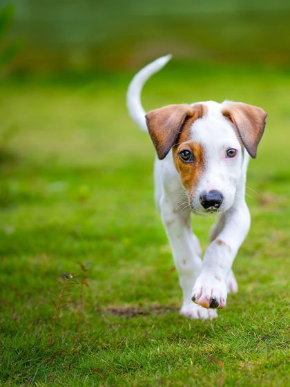 On the move! This little indie pup has a confident stride. Action shots aren't just about high speed, they're also about capturing that determined walk and forward momentum.