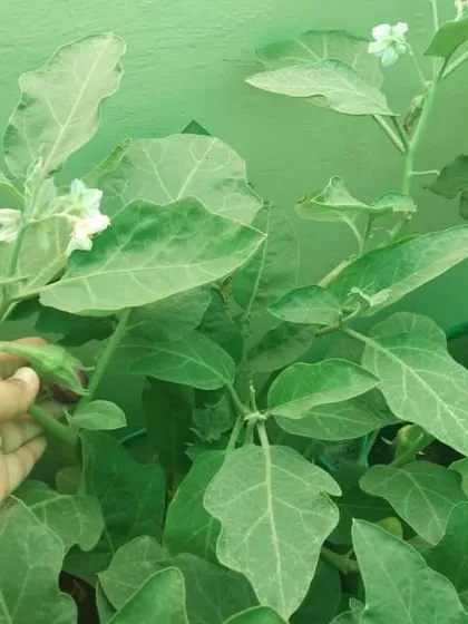 The best part of an organic terrace garden is the harvest. Here is a healthy brinjal (eggplant) plant, flowering and producing fresh vegetables, completely free of chemical pesticides.