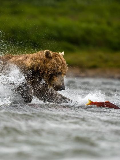 Wild Encounters: Action & Behavior photo 10