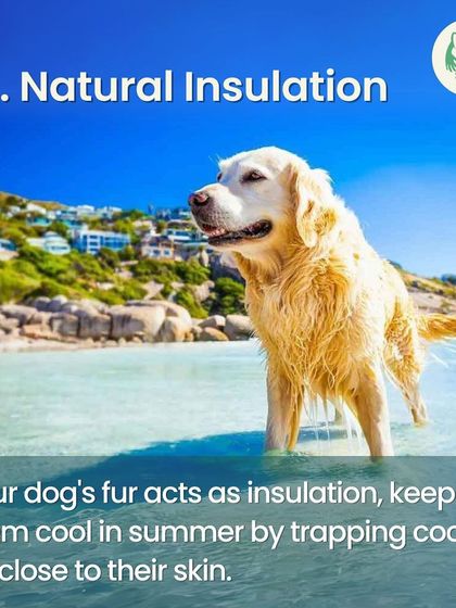 Furever Safe - Mobile Pet Grooming Expert Tips for Pet Parents photo 12