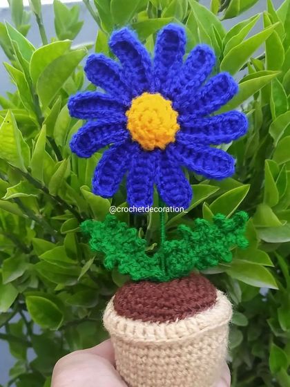 A close-up of the blue potted daisy against a leafy background.