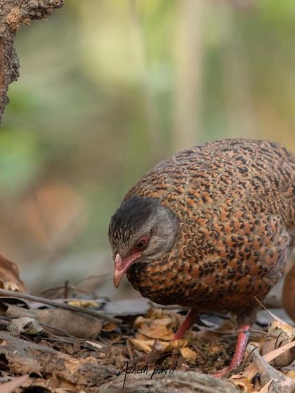A close-up of the Red Spurfowl, showing the details of its speckled plumage as it searches for food.