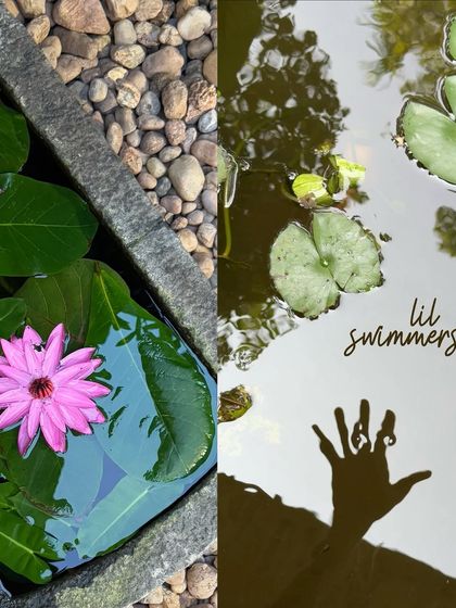 Visual notes of blissful things, including a pink water lily and the shadow of my hand on a pond.