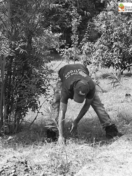 A team member planting a sapling in a prepared pit. This careful, methodical work, repeated thousands of times, is how a forest is born.