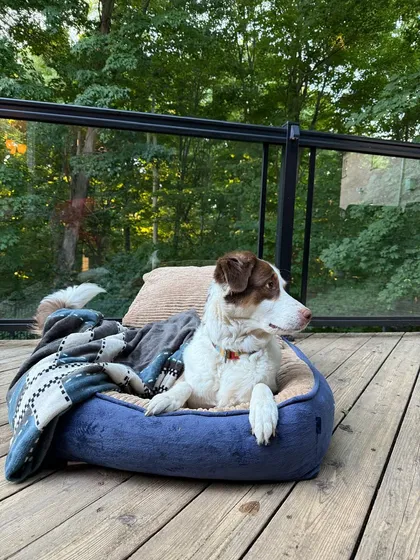 Alexa, all settled and cozy on her new deck in Toronto. Seeing pets adapt so well to their new homes is incredibly rewarding.