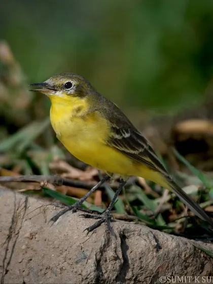 The Western Yellow Wagtail in a different light, its bright yellow plumage a cheerful sight during the colder months.