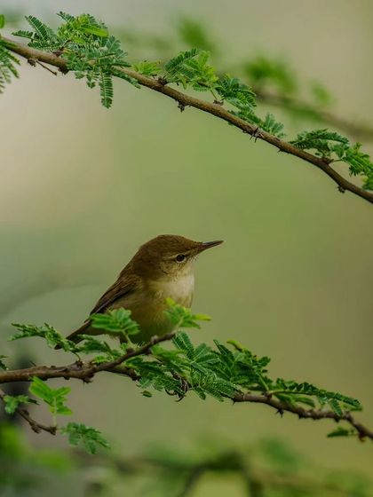 A warbler perches delicately on a thorny branch, framed by green leaves.