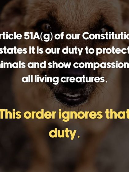 Oh My Dawg - Animal Welfare & Adoption Services Speaking for the Voiceless: Advocacy & Awareness photo 13