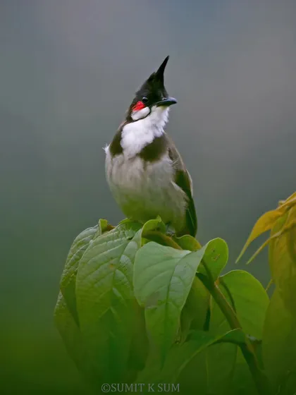 The Red-whiskered Bulbul, named for the distinctive red patch on its cheeks. Its jaunty crest gives it a perpetually cheerful look.