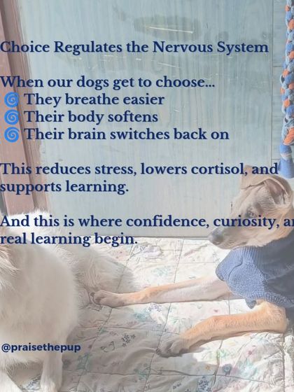 Choice helps regulate a dog's nervous system. When they get to choose, their body softens and their brain can switch from reacting to learning. This is where real confidence and curiosity begin.