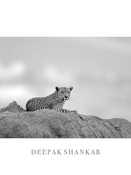 A classic fine art presentation of Faulu, the beautiful leopard. The monochrome tones and clean framing make it a timeless piece.