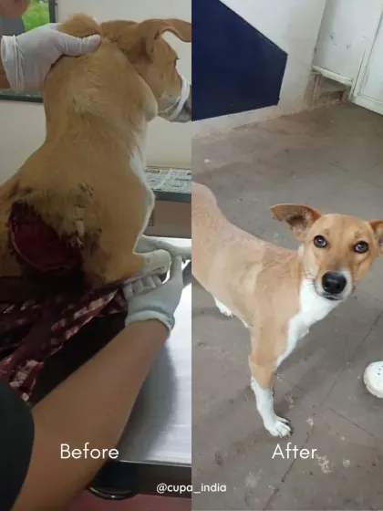 Cupa - Emergency Animal Rescue & Treatment Our Impact in Numbers photo 9